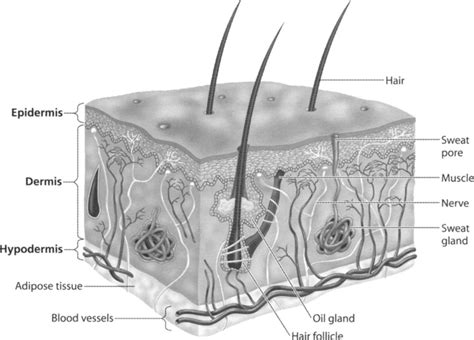 Mammalian Integumentary System The Innermost Layer The Hypodermis Is