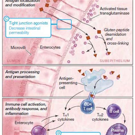 Pathophysiology Of Celiac Disease And Potential Nondietary Therapies