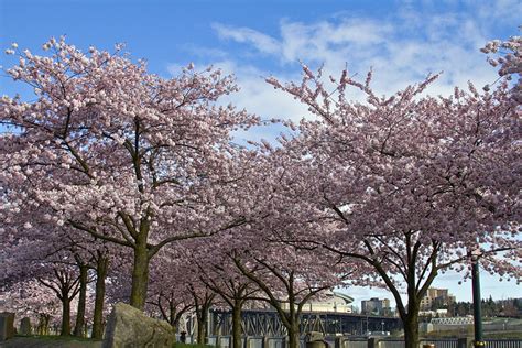 Cherry Blossom Trees Blooming At Waterfront Portland