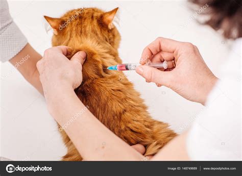 Veterinarian Giving Injection To Cat At Vet Clinic Stock Photo By