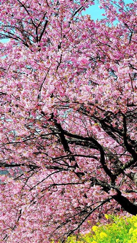 Iphone Cherry Blossom Tree Wallpaper Hd Cherry Blossom Tree 1080x1920