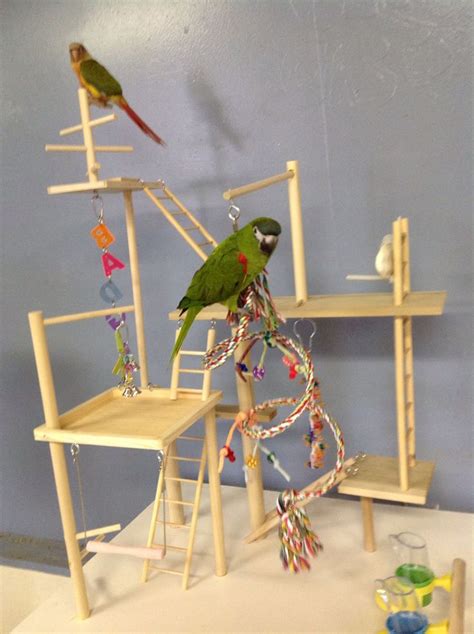 Best 25 Parrot Play Stand Ideas On Pinterest Bird Play Gym Bird