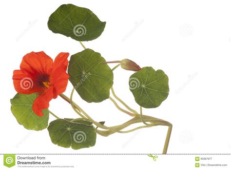 Nasturtium flower isolated stock image. Image of macro - 95067977