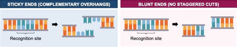 Gene Cloning Vce Bioninja