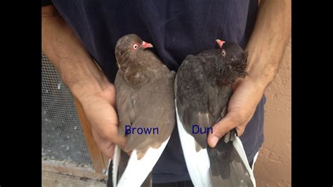 Start studying browne v dunn. Brown vs Dun (Pigeon genetics) - YouTube