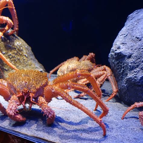 Numazu Deep Sea Aquarium All You Need To Know Before You Go