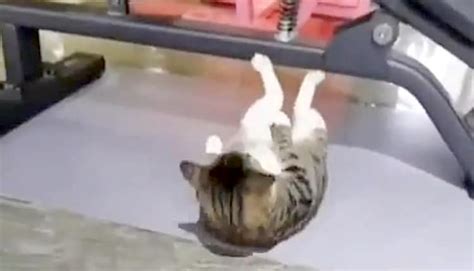 Determined Tabby Cat Does Crunches At The Gym