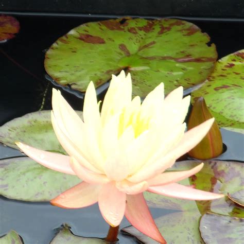 Connoisseur Water Lily Pack 5 Square Metre Pond