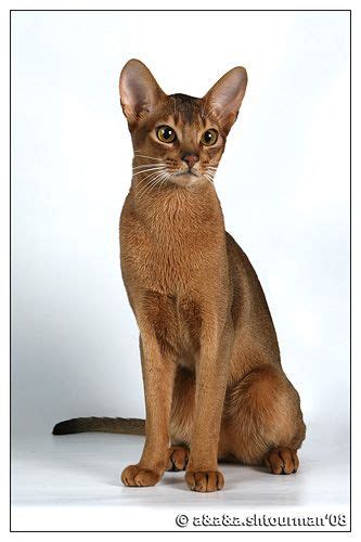 Egyptian Siamese Cat British Shorthair