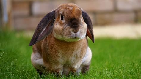 Animal Bunny Rabbit Wallpaper Coolwallpapersme