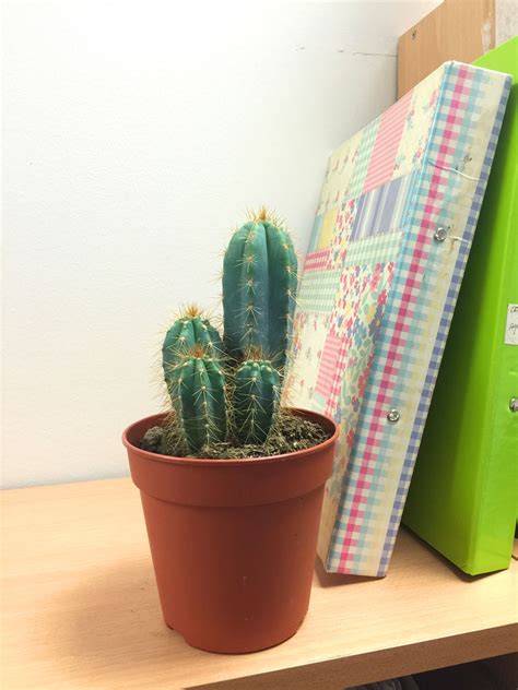 A cactus can actually refer to any species in the cactaceae family which is made up of about 1,500 if you must display cacti in the office, it should only take up the left side according to the space so why keep them in the first place? 1 LARGE MATURE CACTI CACTUS SUCCULENT OFFICE INDOOR GARDEN ...