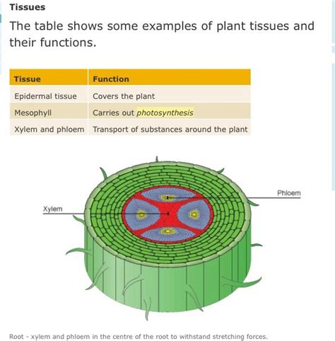 We did not find results for: 10 best GCSE Biology images on Pinterest | Gcse biology ...