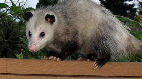 Interesting Facts About Opossum By Weird Square Youtube