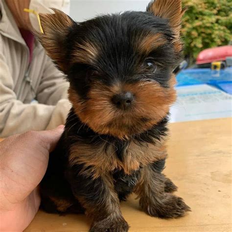 Hi, are you looking for a new companion? Yorkie puppies for rehoming near me - Home | Facebook