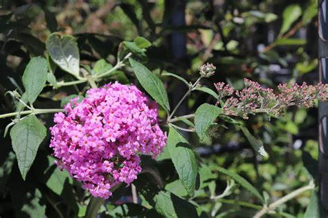 Buddleja Davidii Pink Delight Zeelandplant