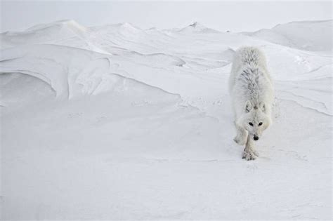 Fascinating Animal Photographs By Vincent Munier Animales Seres