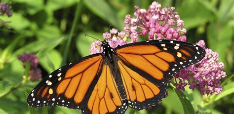Monarch Butterfly And Pollinators Conservation Fund Nfwf