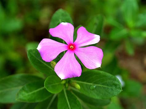 Purple Jasmine Wildflowers That Are In Full Bloom Are Soothing Flowers