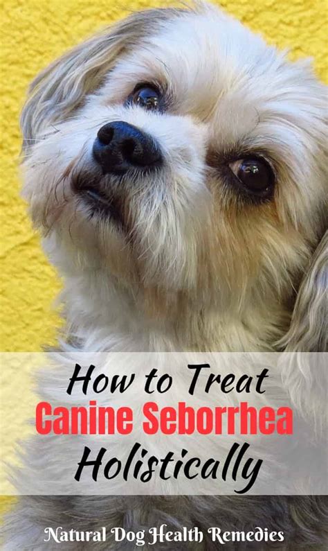 Seborrheic Dermatitis On Dogs Back Atopic Dermatitis