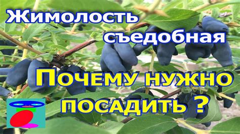 Жимолость съедобная, декоративная (сорта), польза и вред ягоды для женщин, мужчин, детей. Жимолость съедобная посадка и уход. - YouTube