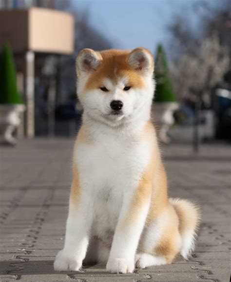 15 Things Only Akita Owners Would Understand Artofit