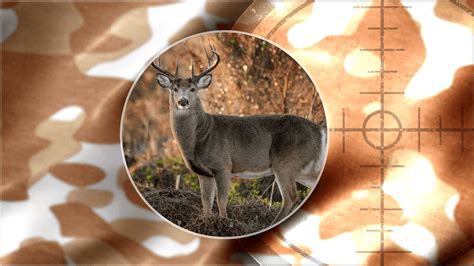 Wva Natural Resources Police Illegal Deer Hunting Leads To Charges