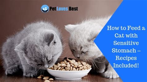 Don't count on leftovers when you serve this dinner! Recipe for homemade cat food for sensitive stomach lowglow.org