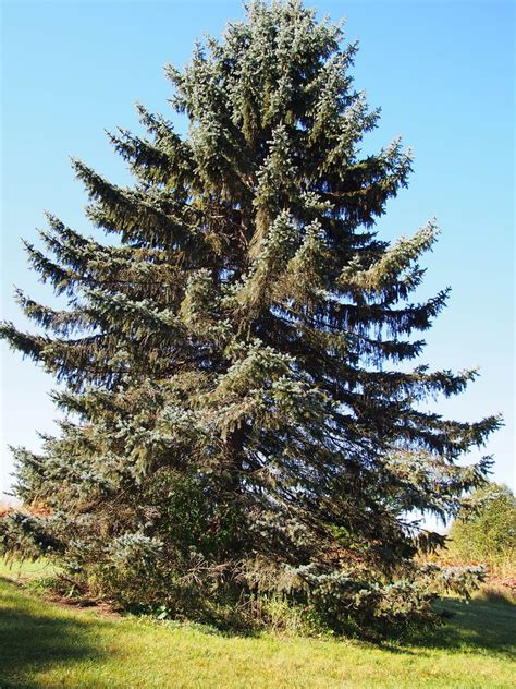 Blue Picea Pungens Koster Blue Spruce Pltd 1974 F D Richards