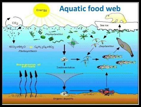 Which is the lowest level in the food chain? Give an example of aquatic food chain - Science - Our ...