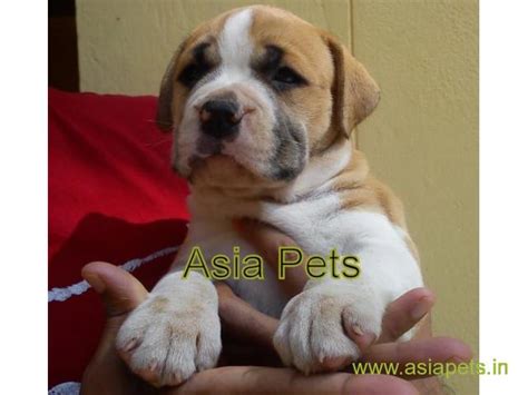 As breeders with 19 years of breeding experience. Pitbull Puppy for sale best price in delhi