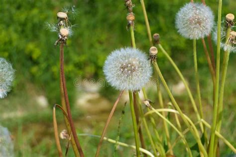 Dandelion Seed Heads Or Blowballs On A Summer Meadow In Different