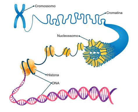 Cromatina Gen Tica Y Biolog A Definiciones Y Conceptos