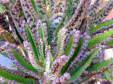 Like other members of bryophyllum (now included in kalanchoe), it is able to propagate vegetatively from plantlets that develop on its leaf margins. Mother of millions plant | Succulents garden, Plants ...