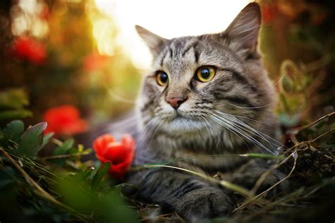 Feline Leukemia Virus Felv In Cats Petmeds Pet Health Blog