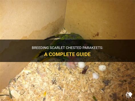 Breeding Scarlet Chested Parakeets A Complete Guide Petshun