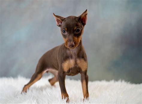 Buy Miniature Pinscher Puppies For Sale Dav Pet Lovers