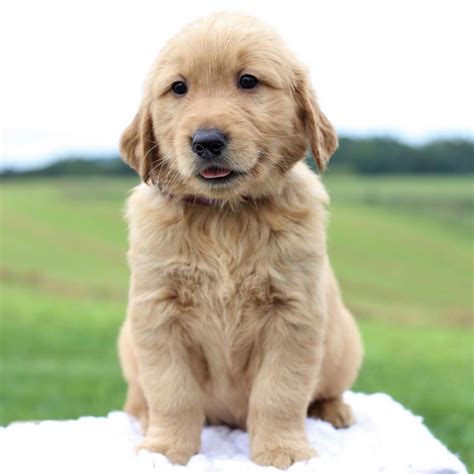 √√ Golden Retriever Puppies For Sale Free State South Africa Buy