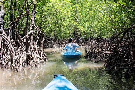 Malaysia offers its tourists a wide selection of sports. Langkawi Mangrove Kayaking with Dev´s Adventure Tours - E ...