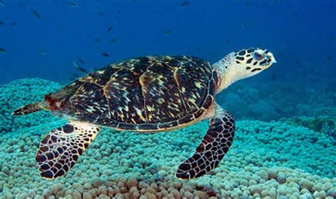 Worlds First Glow In The Dark Sea Turtle Scientists