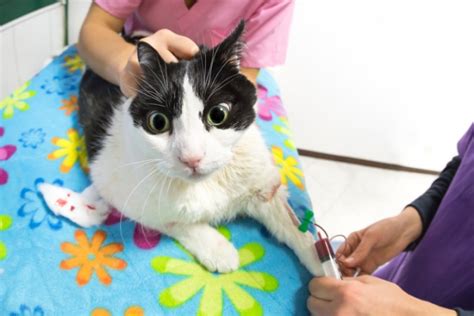 Cat Blood Transfusions Procedure Cost Success Rate And Recovery