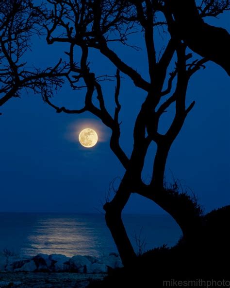 Full Moon Rising Ocean Oak Trees Nature Nautical By Mikesmithphoto