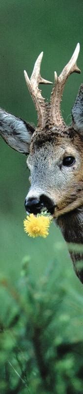 Und damit steht auch die schweiz im achtelfinal. Rehbock mit Blume