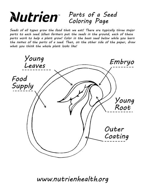 Parts Of A Seed Worksheet For Kids