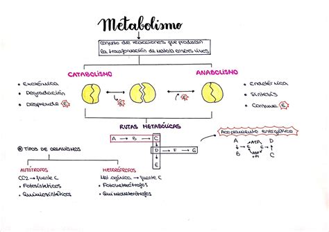 Vias Metabolicas Integradas Rutas Metabolicas Metabolismo Biologia Images