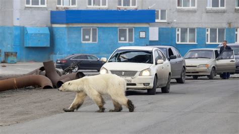 starving polar bear wanders into siberian town wamu