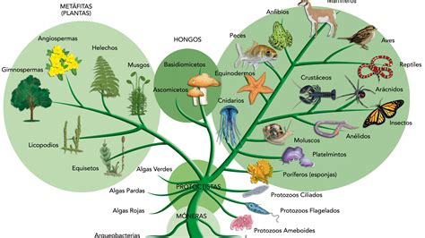 Evolutionary Trees Based On Anatomy May Be Wrong Big Think