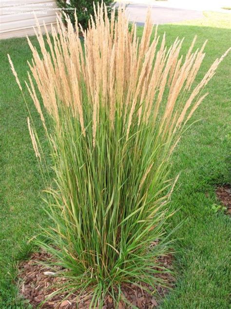 Check spelling or type a new query. ornamental-grasses - Sun Valley Landscaping