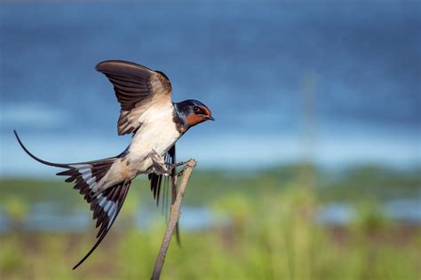 ¿cómo Ayudar Las Golondrinas Y Reducir Peligros Vida De Aves