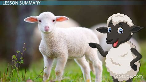 50 Fascinating Facts About Sheep 2023 Edition Atonce