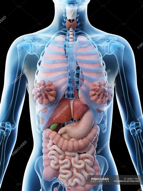 Illustration Of Womans Internal Organs Human Body With Internal